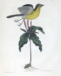 an engraving of a bird perched on a plant