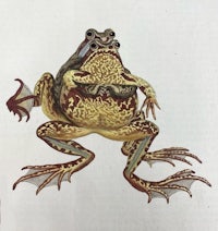 a drawing of a frog sitting on top of another frog