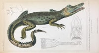 an illustration of a crocodile and its anatomy