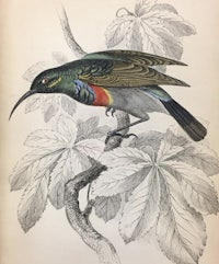 an engraving of a colorful bird perched on a branch