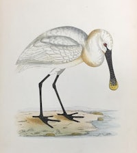 an illustration of a white bird standing on a rock