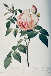 a drawing of a pink rose with green leaves