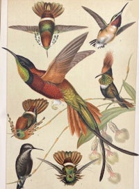 hummingbirds, hummingbirds, hummingbirds, hummingbirds, hummingbirds,