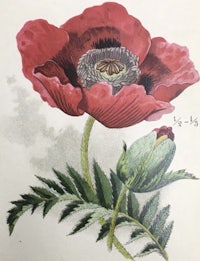 a drawing of a red poppy on a leaf