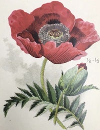 a drawing of a red poppy on a leaf